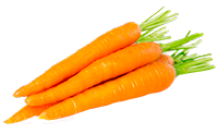 Zanahoria
